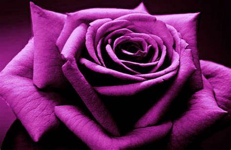 Rose - Purple